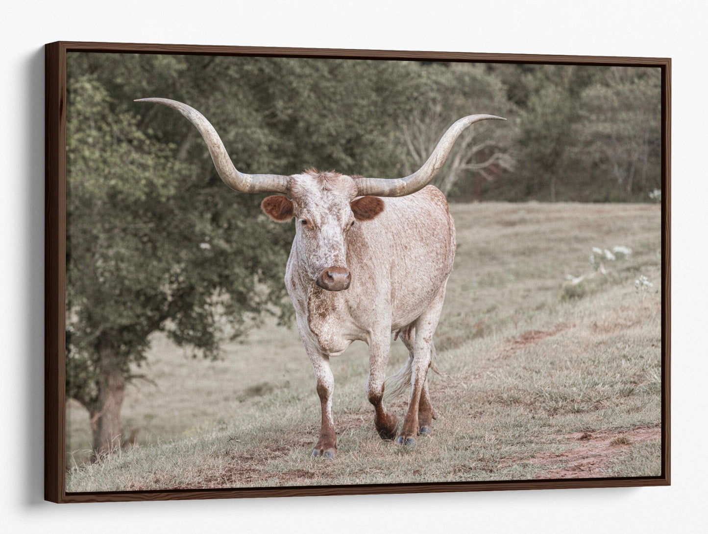 Texas Longhorn Farmhouse Wall Canvas Canvas-Walnut Frame / 12 x 18 Inches Wall Art Teri James Photography