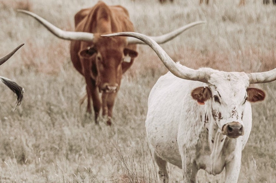 Teri James Photography Wall Art Copy of Texas Longhorn Bull Leading the Herd
