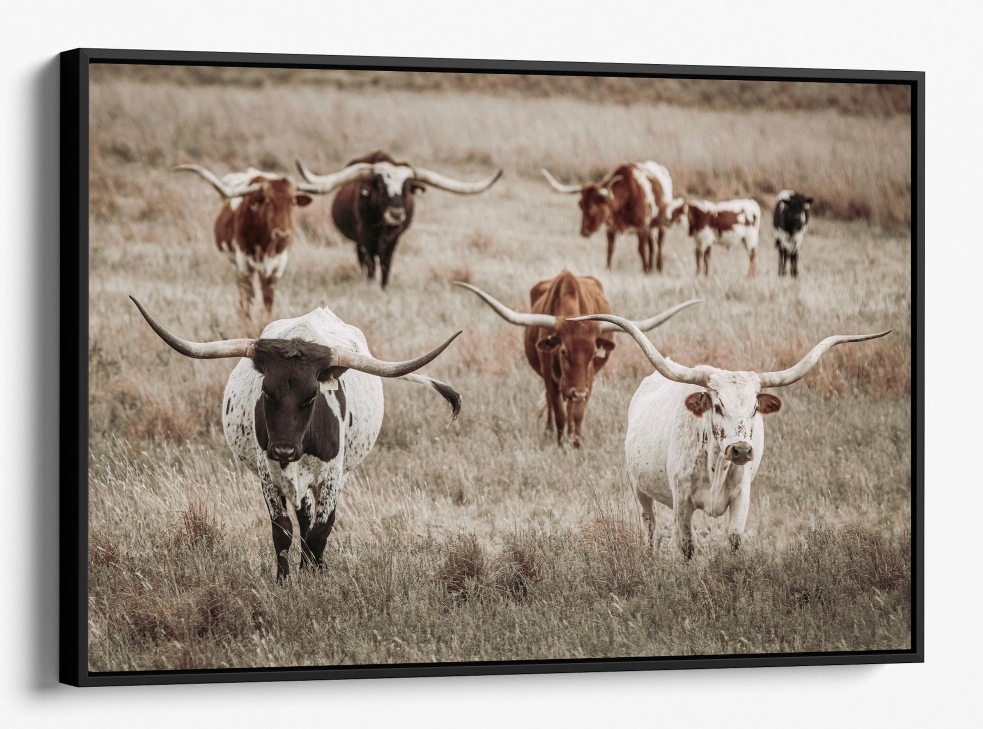 Longhorn Herd Canvas Print Canvas-Black Frame / 12 x 18 Inches Wall Art Teri James Photography