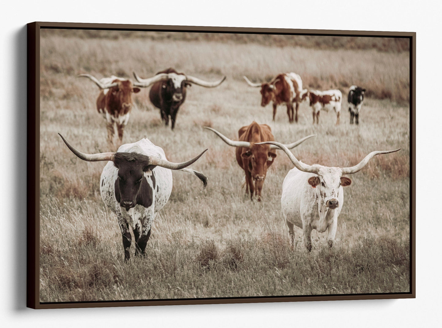 Longhorn Herd Canvas Print Canvas-Walnut Frame / 12 x 18 Inches Wall Art Teri James Photography