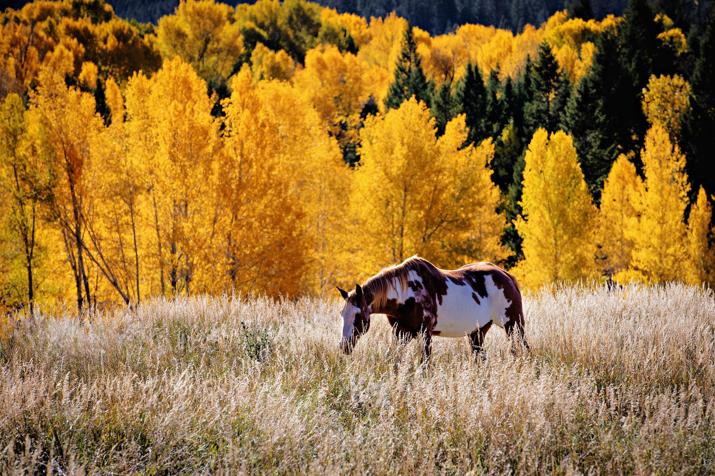 Paint Horse Canvas Wall Art Paper Photo Print / 12 x 18 Inches Wall Art Teri James Photography