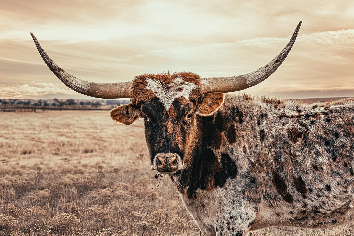 Cow Decor Texas Longhorn Canvas Paper Photo Print / 12 x 18 Inches Wall Art Teri James Photography