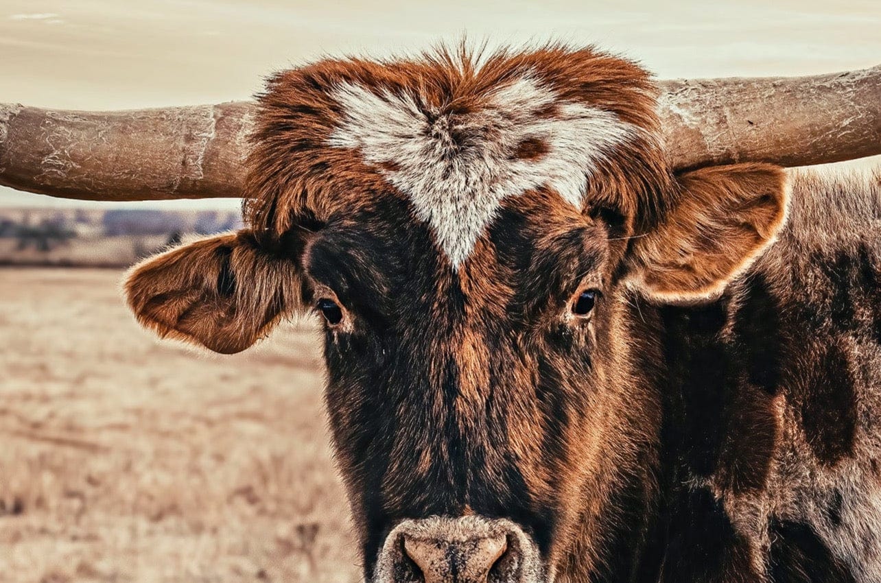 Cow Decor Texas Longhorn Canvas Wall Art Teri James Photography