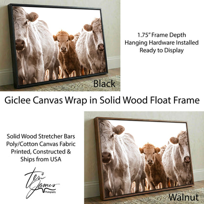 Cow Nursery Wall Art – Charolais Cattle Canvas - Playful Calf Nursery Decor Canvas-Black Frame / 12 x 18 Inches Wall Art Teri James Photography