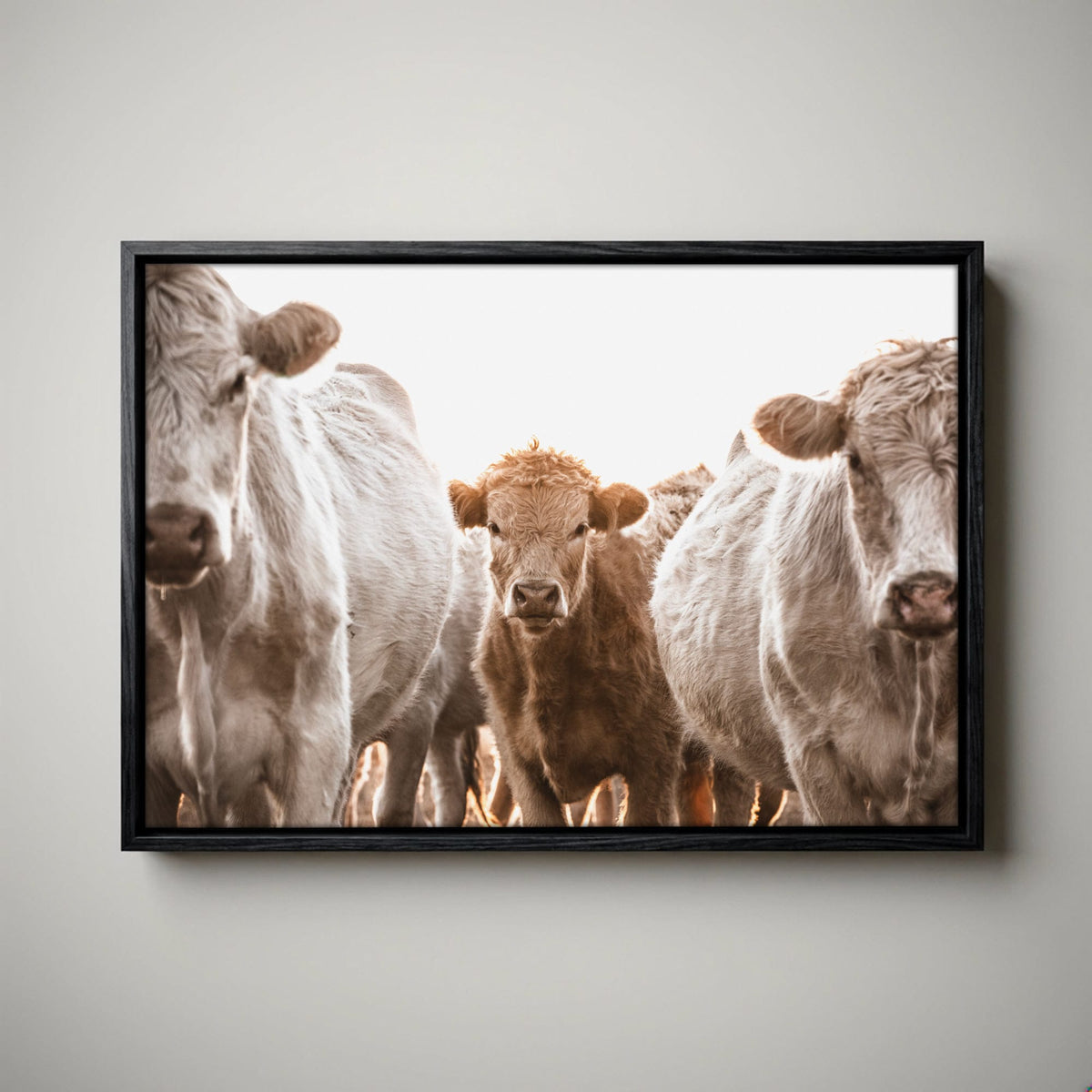 Cow Nursery Wall Art – Charolais Cattle Canvas Canvas-Black Float Frame / 12 x 18 Inches