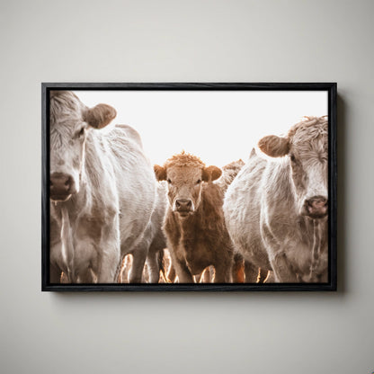 Cow Nursery Wall Art – Charolais Cattle Canvas Canvas-Black Float Frame / 12 x 18 Inches