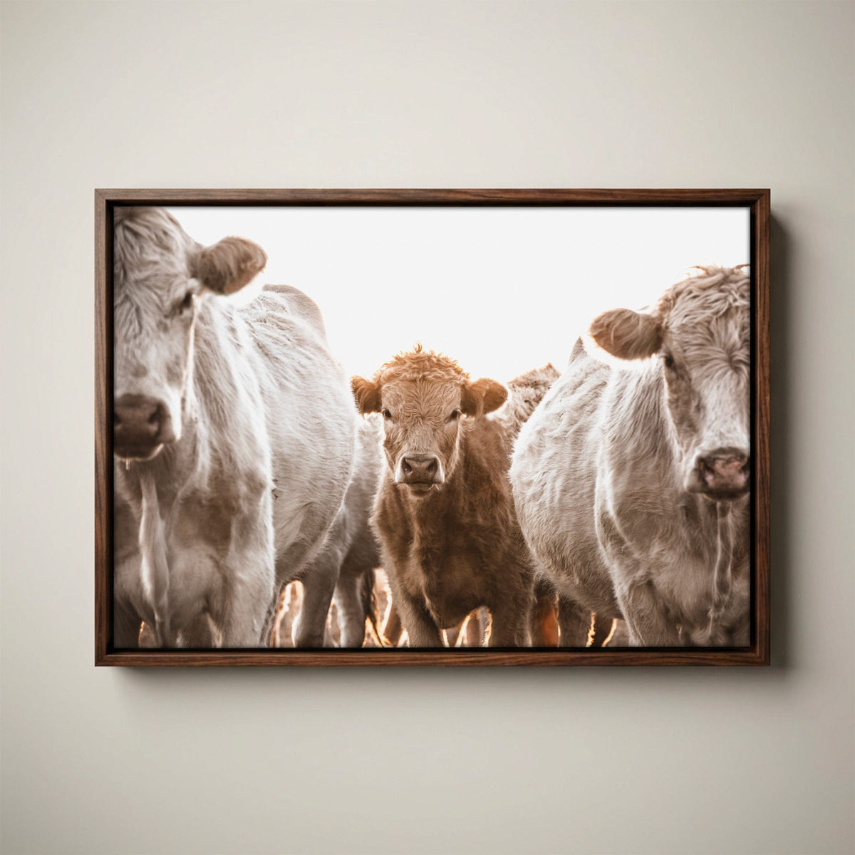 Cow Nursery Wall Art – Charolais Cattle Canvas Canvas-Walnut Float Frame / 12 x 18 Inches