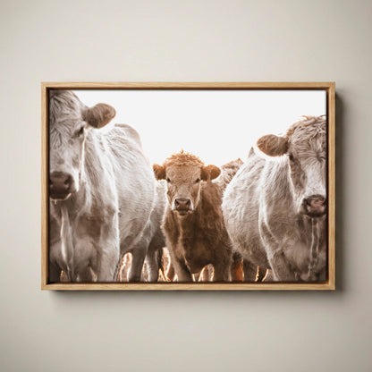Cow Nursery Wall Art – Charolais Cattle Canvas Canvas-Natural Oak Float Frame / 12 x 18 Inches