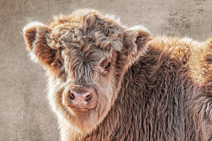 Cow Nursery Wall Canvas - Scottish Highland Calf Wall Art Teri James Photography