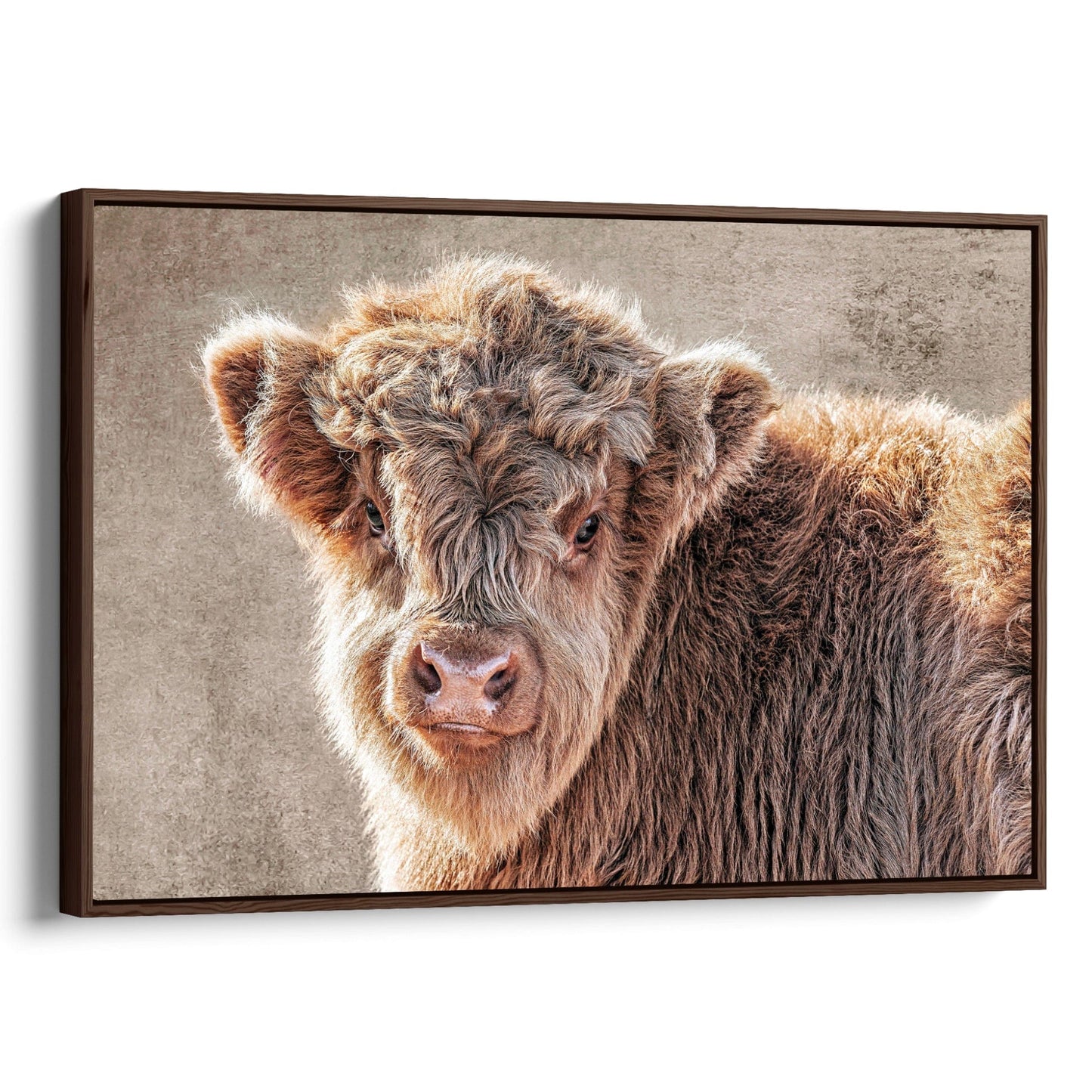 Cow Nursery Wall Canvas - Scottish Highland Calf Canvas-Walnut Frame / 12 x 18 Inches Wall Art Teri James Photography