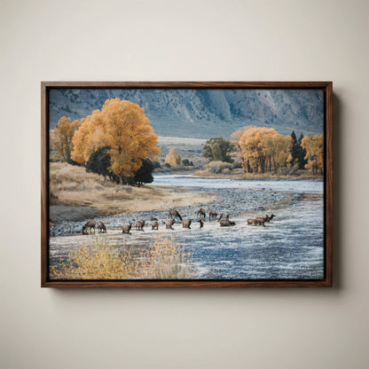 Elk Paradise Valley Print