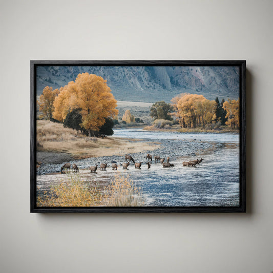 Elk Paradise Valley Print