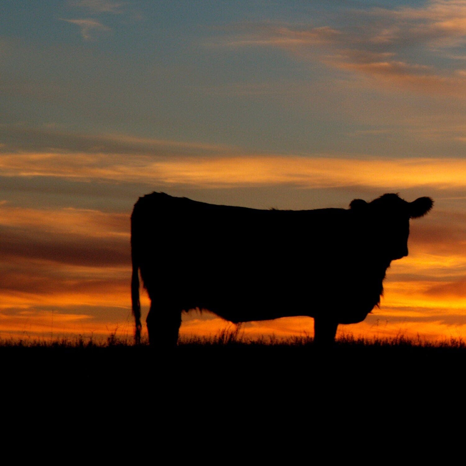 Extra Large Western Wall Art - Angus Sunset Triptych Wall Art Teri James Photography
