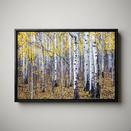 Fall Aspen Tree Wall Art - Colorado Scenic Photography