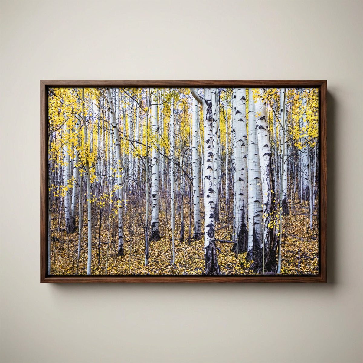 Fall Aspen Tree Wall Art - Colorado Scenic Photography