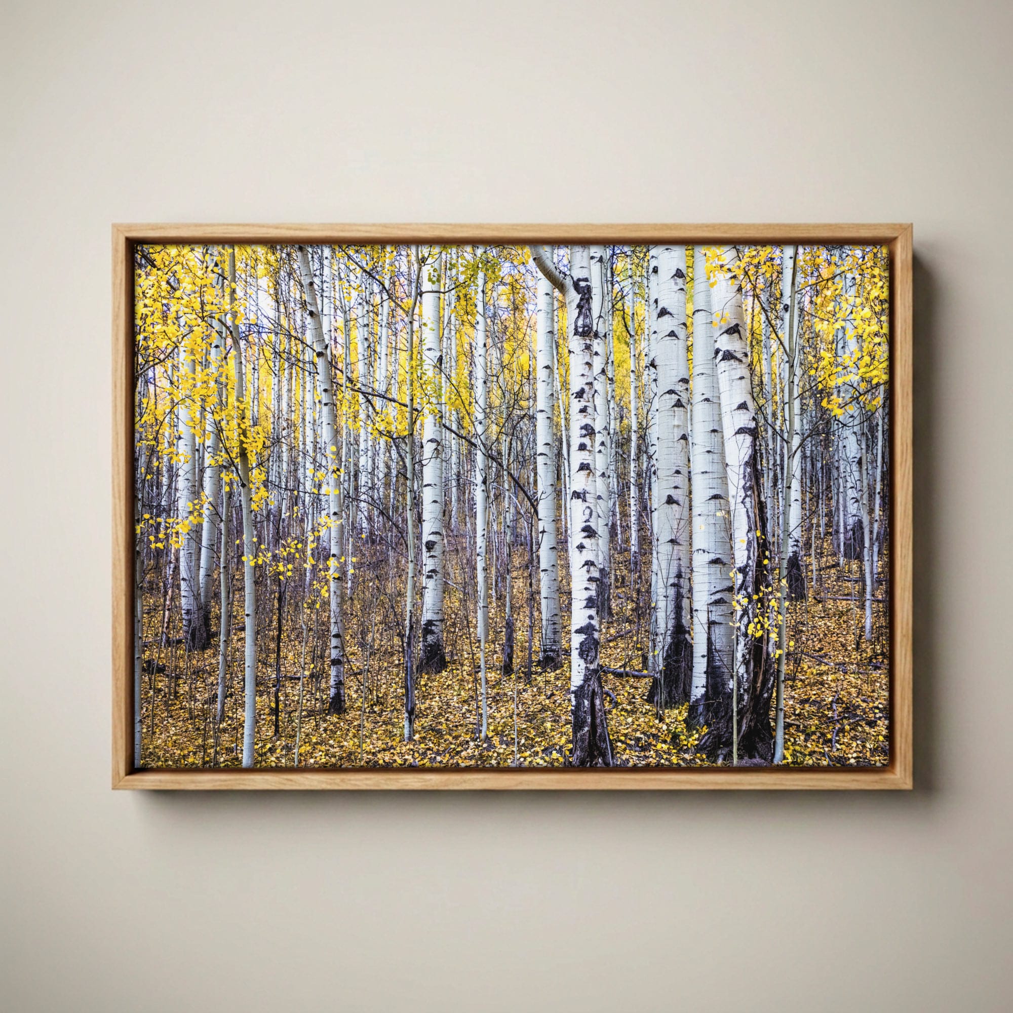 Fall Aspen Tree Wall Art | Colorful Colorado