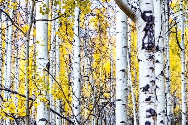 Fall Aspen Tree Wall Art - Colorado Scenic Photography Wall Art Teri James Photography