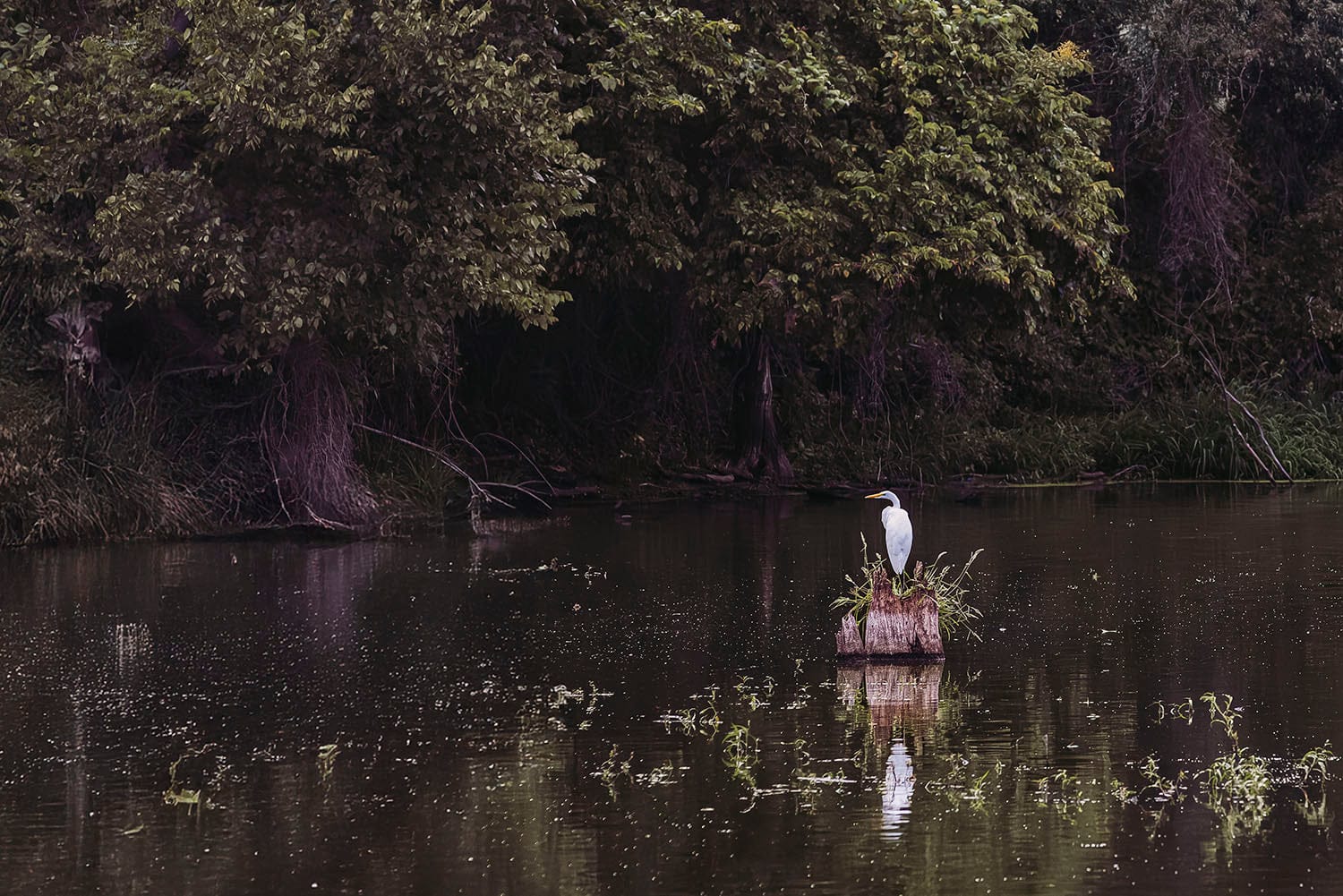 Great Egret - Rural Landscape Wall Art Paper Photo Print / 12 x 18 Inches Wall Art Teri James Photography