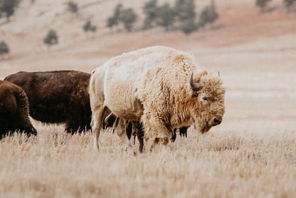 Great White Buffalo Canvas Print - Spirit Bison Wall Art Teri James Photography
