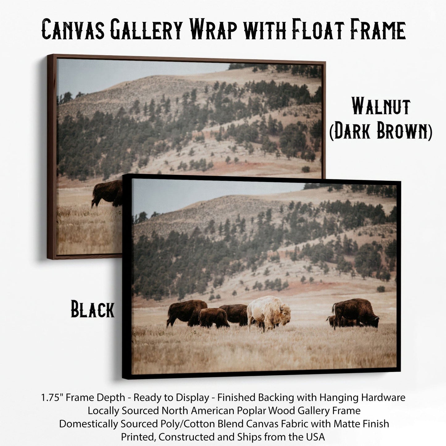 Great White Buffalo Canvas Print - Spirit Bison Canvas-Black Frame / 12 x 18 Inches Wall Art Teri James Photography
