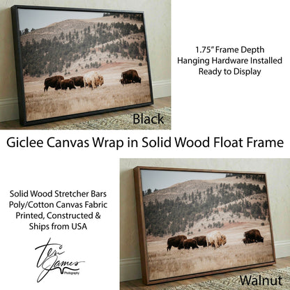 Great White Buffalo Canvas Print - Spirit Bison Canvas-Black Frame / 12 x 18 Inches Wall Art Teri James Photography