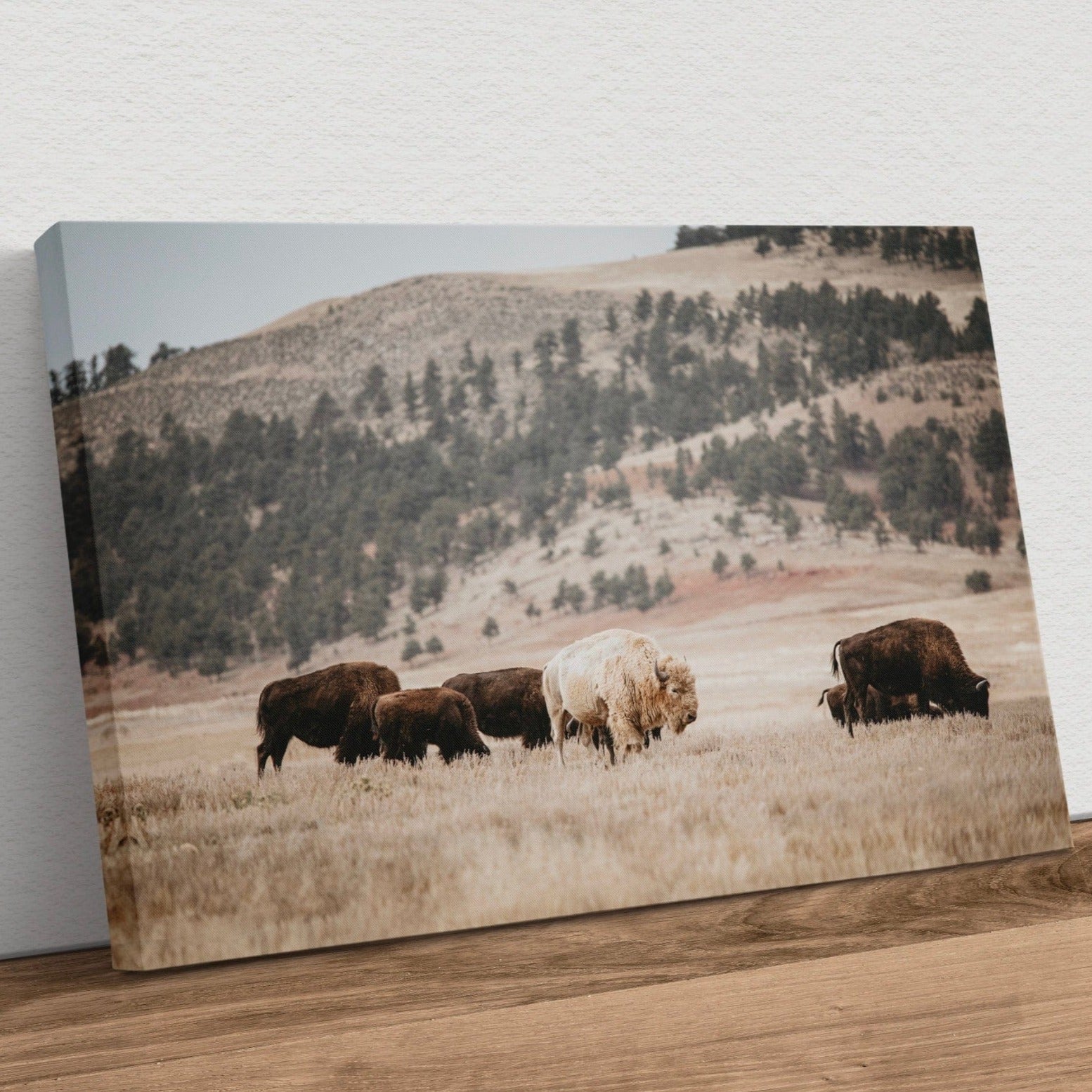 Great White Buffalo Canvas Print - Spirit Bison Canvas-Unframed / 12 x 18 Inches Wall Art Teri James Photography