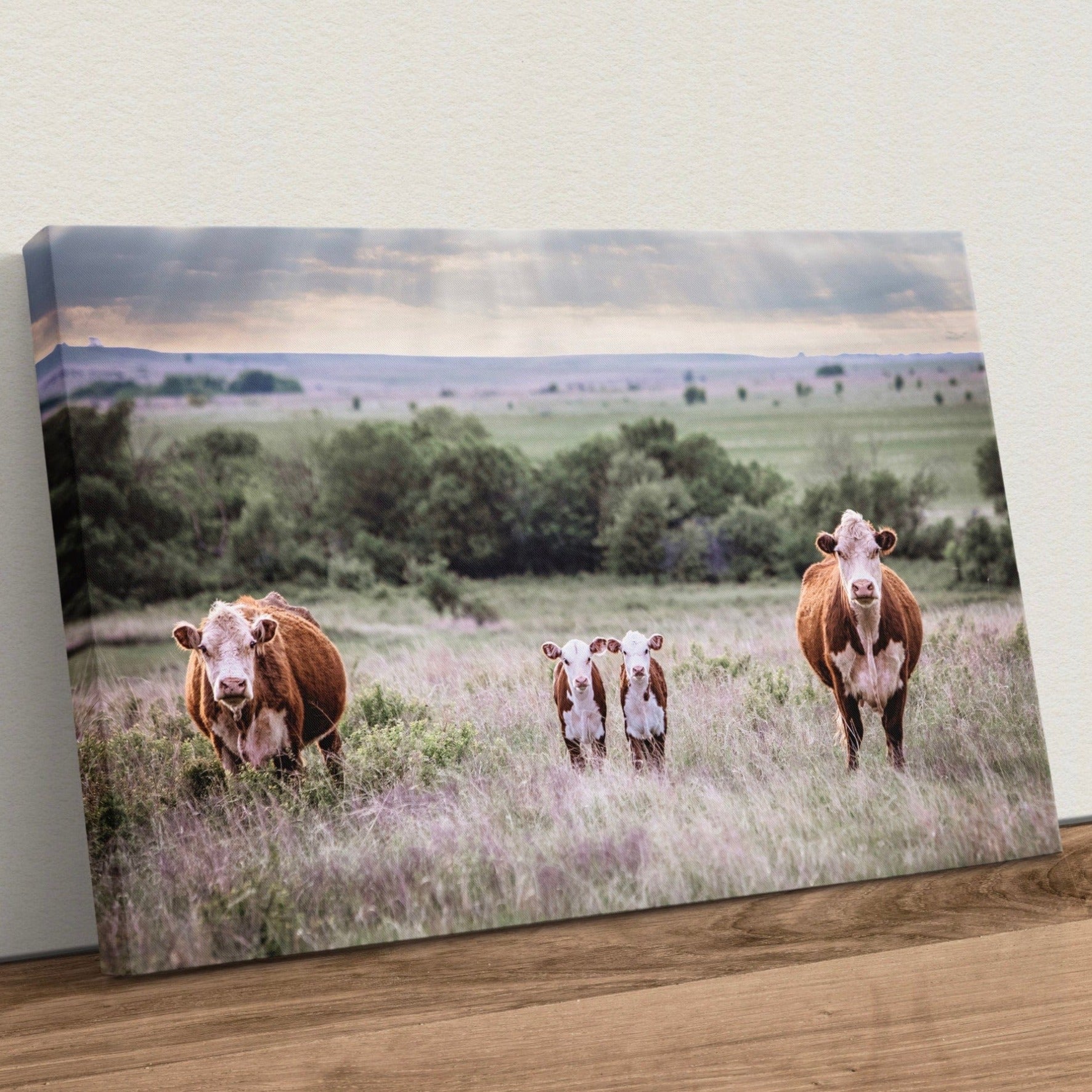 Hereford Cattle Canvas Wall Art Canvas-Unframed / 12 x 18 Inches Wall Art Teri James Photography