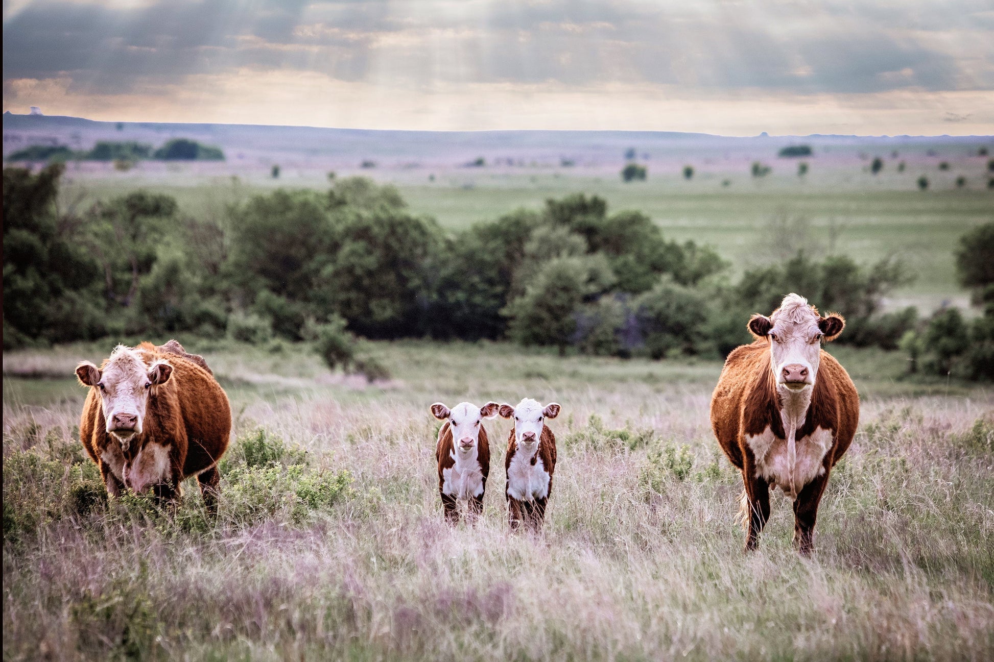 Hereford Cattle Canvas Wall Art Paper Photo Print / 12 x 18 Inches Wall Art Teri James Photography