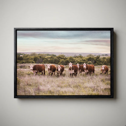 Hereford Cattle Wall Art - Rustic Farmhouse Canvas