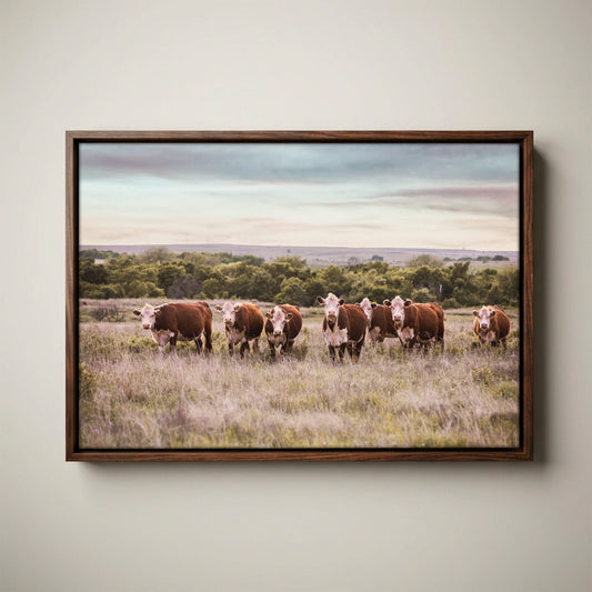 Hereford Cattle Wall Art - Rustic Farmhouse Canvas