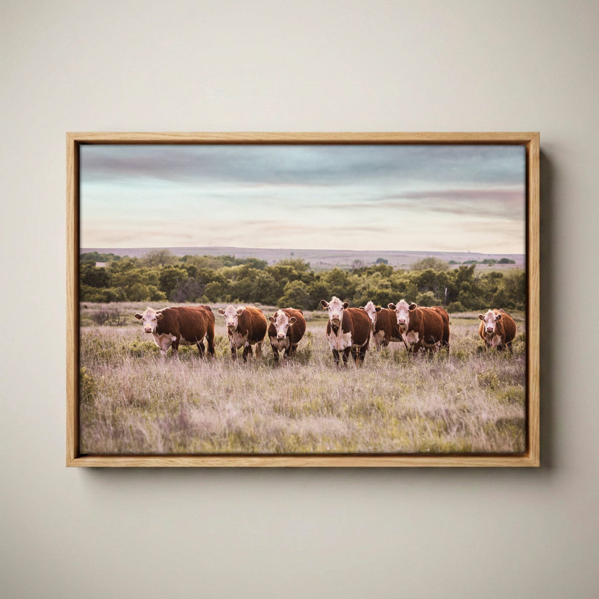 Hereford Cattle Wall Art - Rustic Farmhouse Canvas Canvas-Natural Oak Float Frame / 12 x 18 Inches