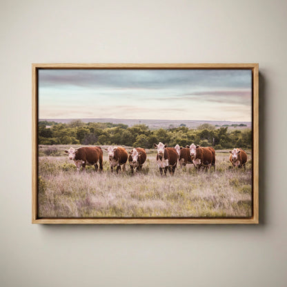 Hereford Cattle Wall Art - Rustic Farmhouse Canvas Canvas-Natural Oak Float Frame / 12 x 18 Inches