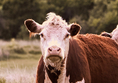 Hereford Cattle Wall Art Wall Art Teri James Photography