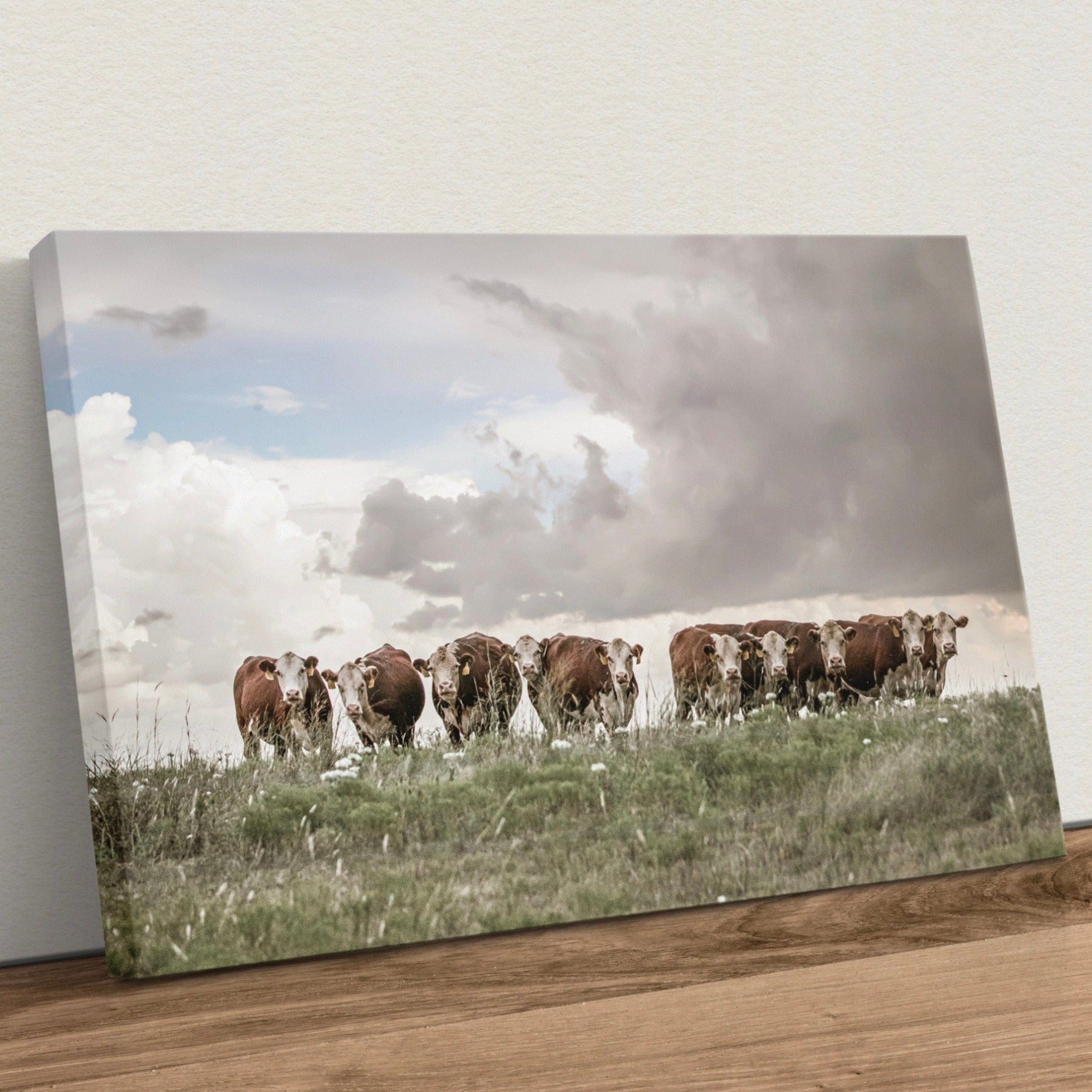 Hereford Cows Canvas Print Canvas-Unframed / 12 x 18 Inches Wall Art Teri James Photography