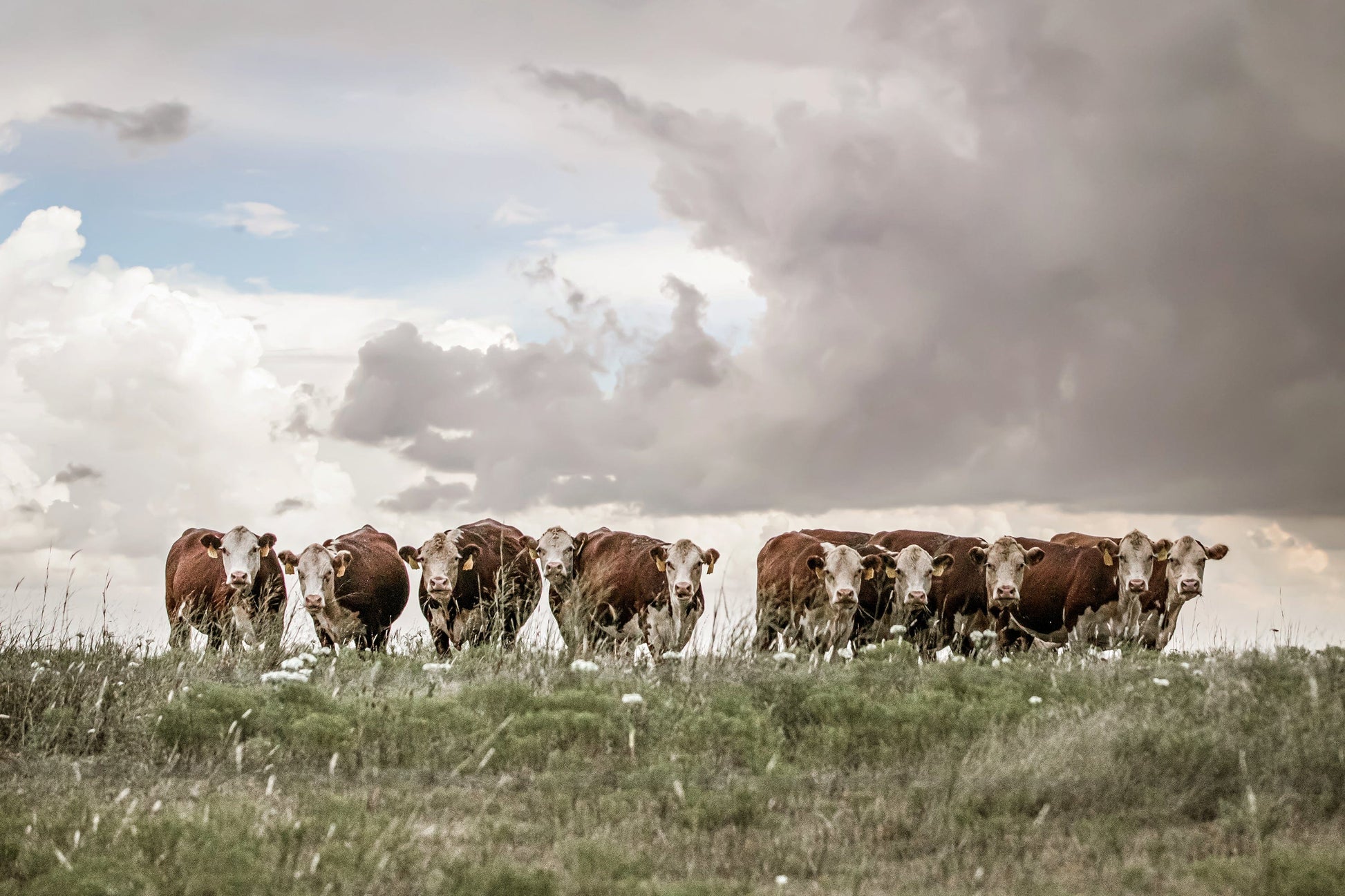 Hereford Cows Canvas Print Paper Photo Print / 12 x 18 Inches Wall Art Teri James Photography