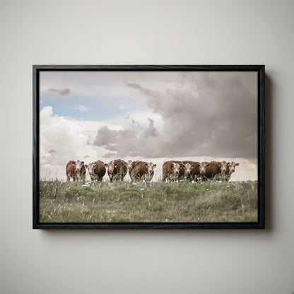 Hereford Cows Canvas Rustic Wall Art
