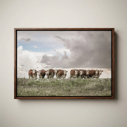 Hereford Cows Canvas Rustic Wall Art