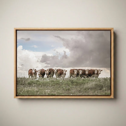 Hereford Cows Canvas Rustic Wall Art Canvas-Natural Oak Float Frame / 12 x 18 Inches