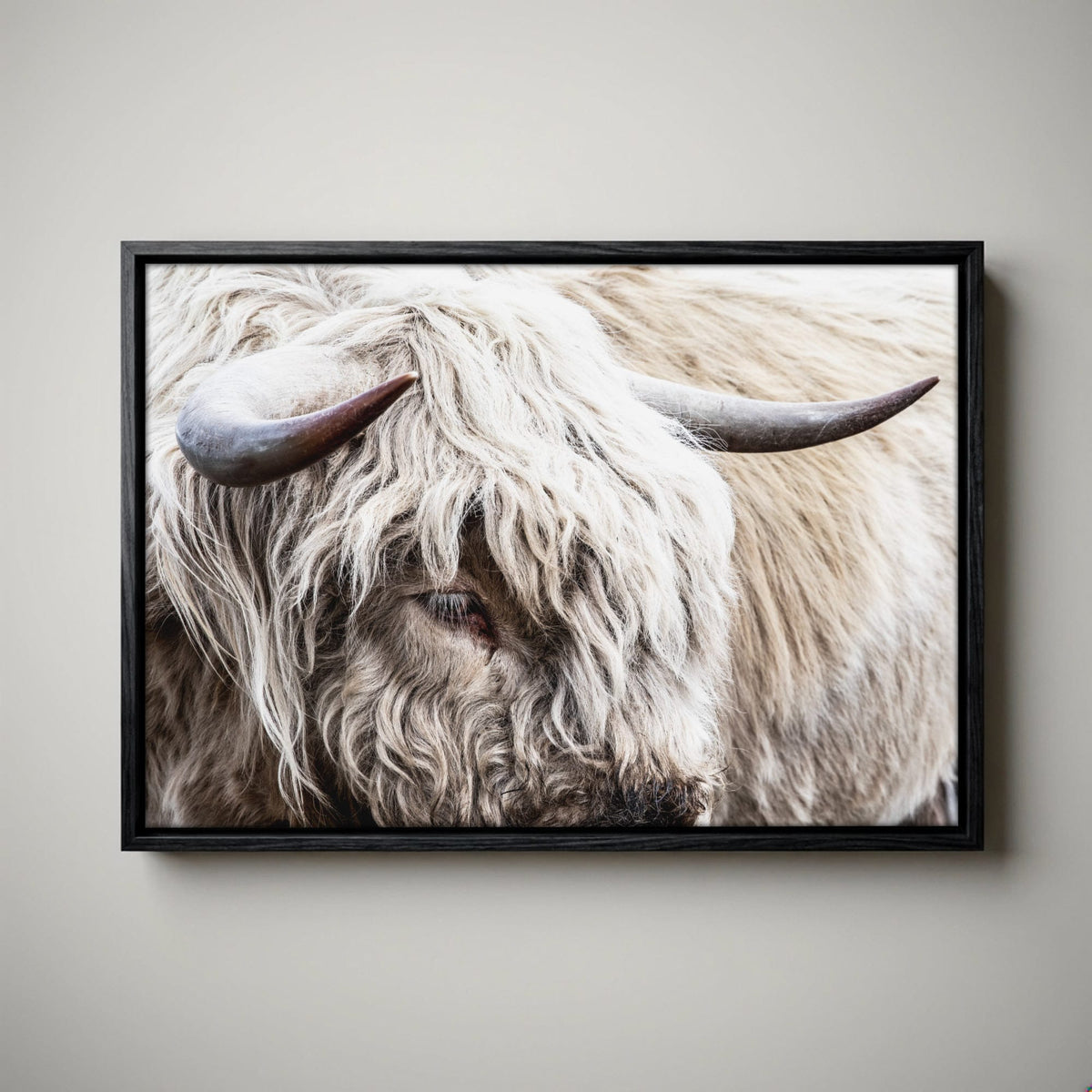 Highland Bull Canvas Print - Modern Cow Art