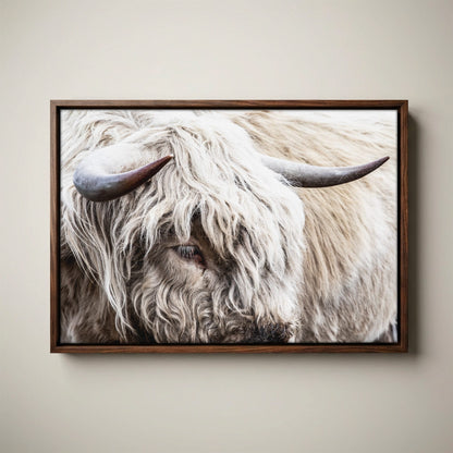 Highland Bull Canvas Print - Modern Cow Art