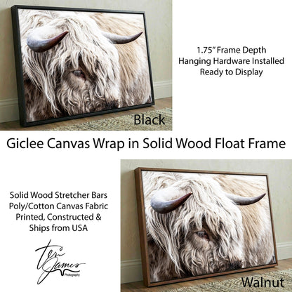 Highland Bull Canvas Print - Modern Cow Art Canvas-Black Frame / 12 x 18 Inches Wall Art Teri James Photography