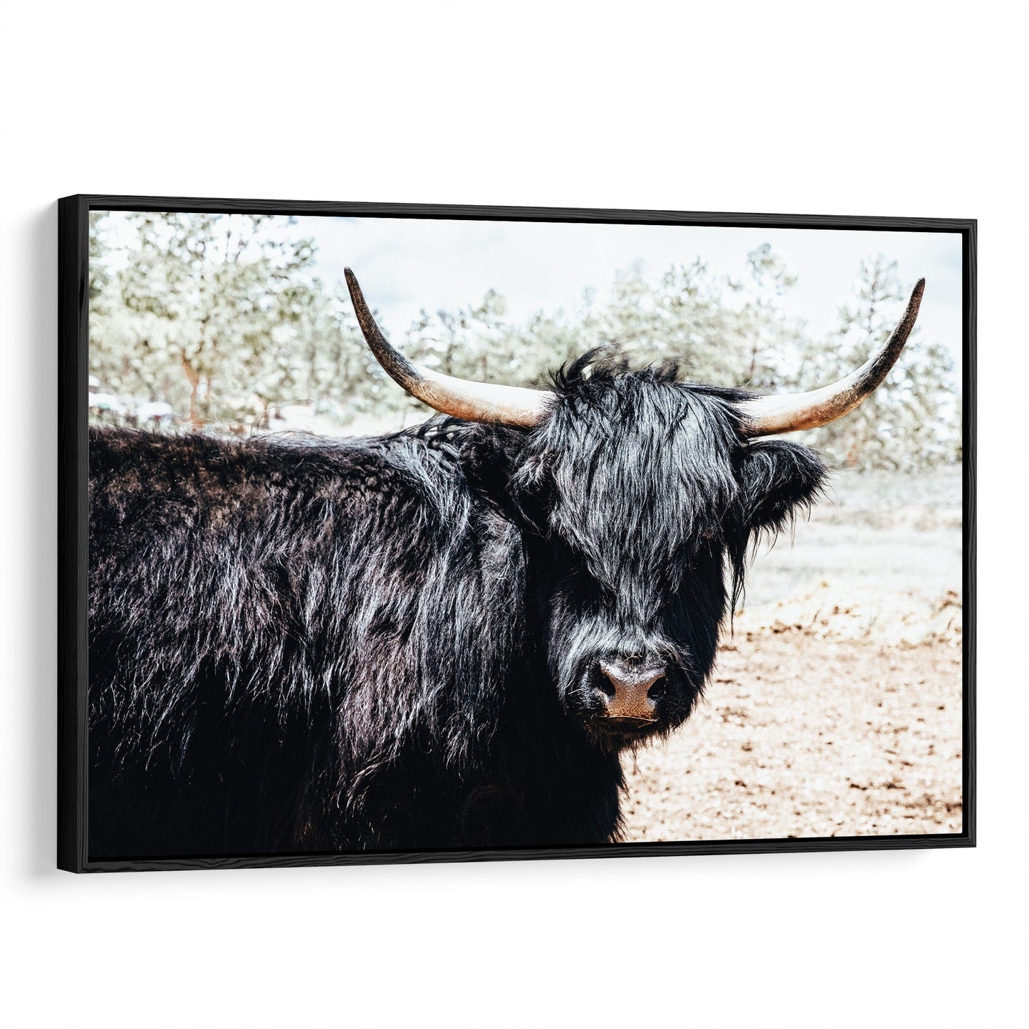 Highland Cattle Picture Canvas-Black Frame / 12 x 18 Inches Wall Art Teri James Photography