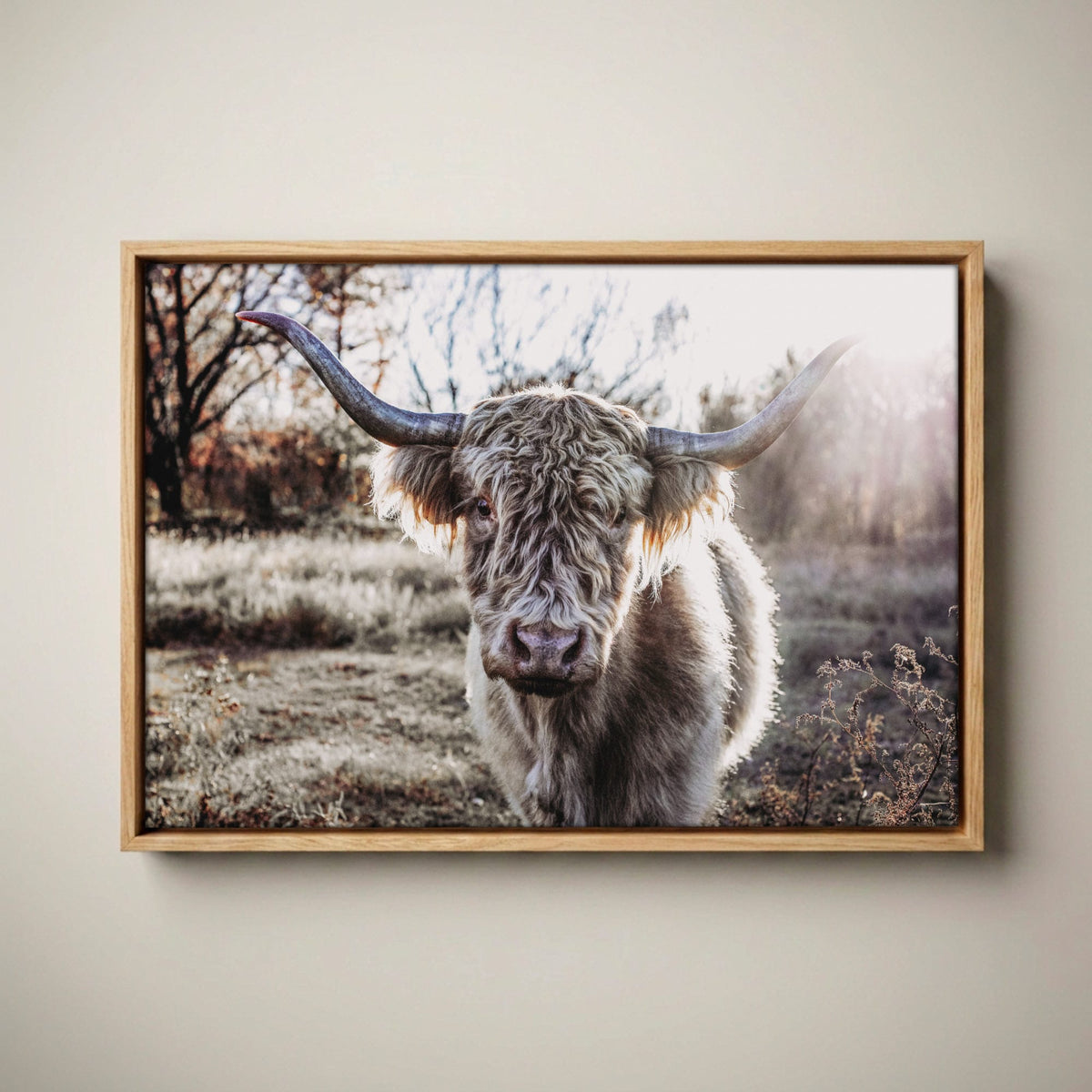 Highland Cow Canvas - Blonde Highland Cow Print Canvas-Natural Oak Float Frame / 12 x 18 Inches