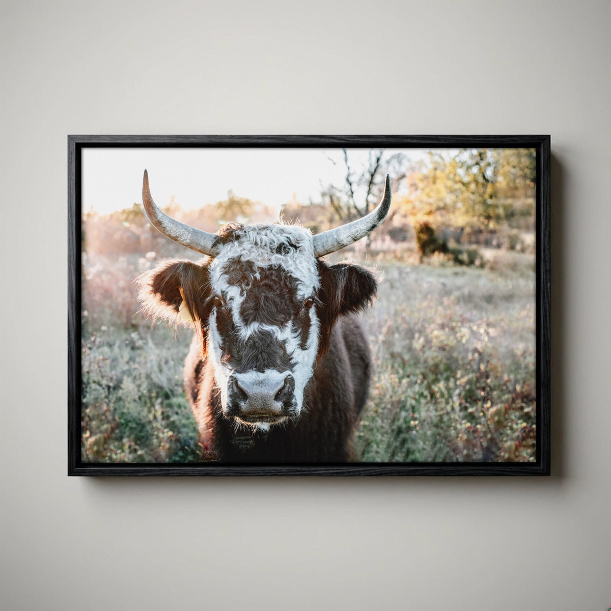 Highland Cow Canvas Print - Black and White Cow