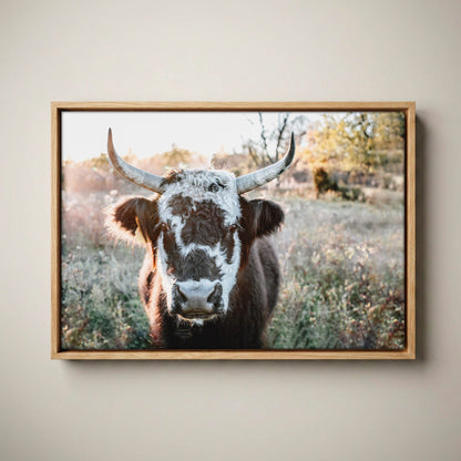 Highland Cow Canvas Print - Black and White Cow Canvas-Natural Oak Float Frame / 12 x 18 Inches