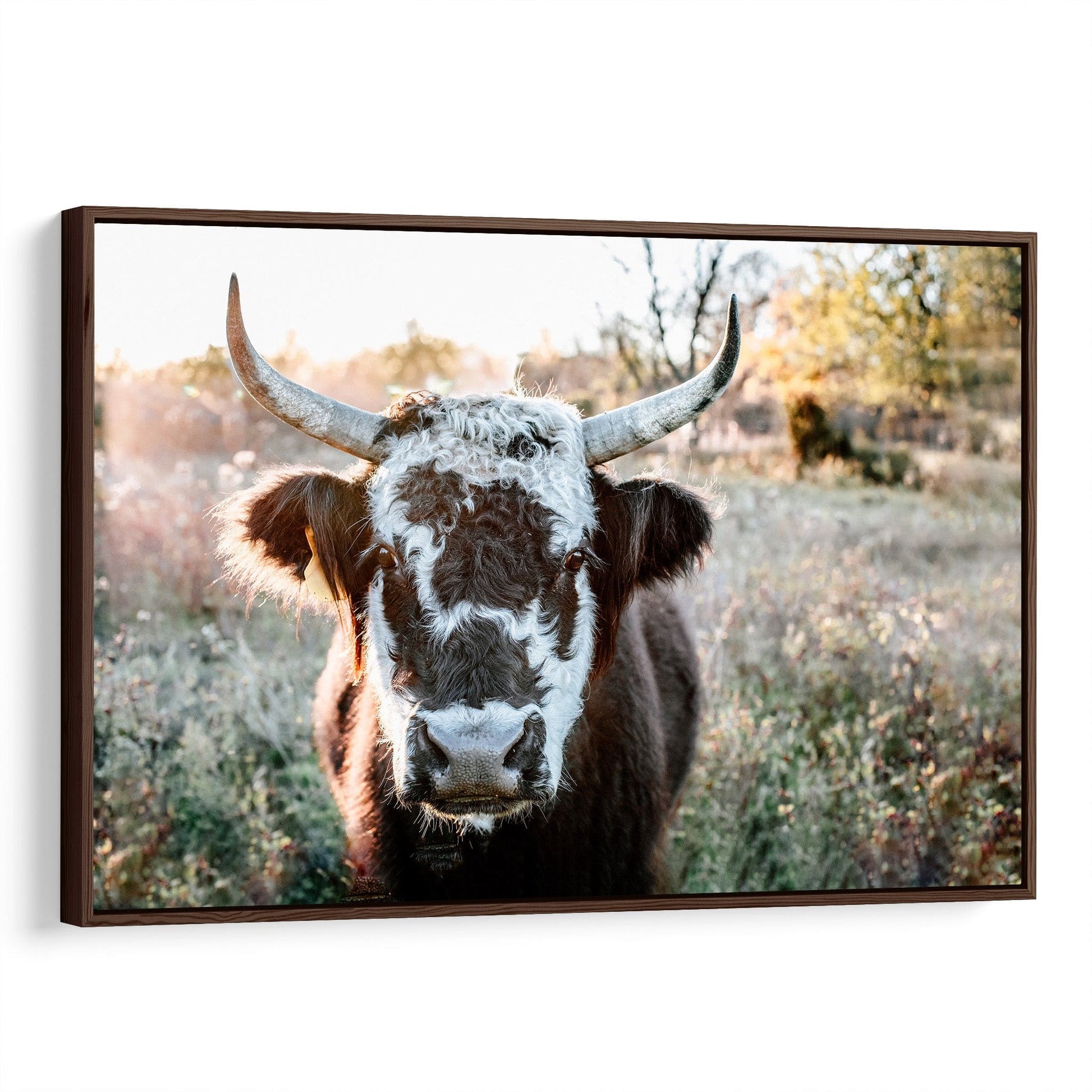 Highland Cow Canvas Print - Black and White Cow Canvas-Walnut Frame / 12 x 18 Inches Wall Art Teri James Photography