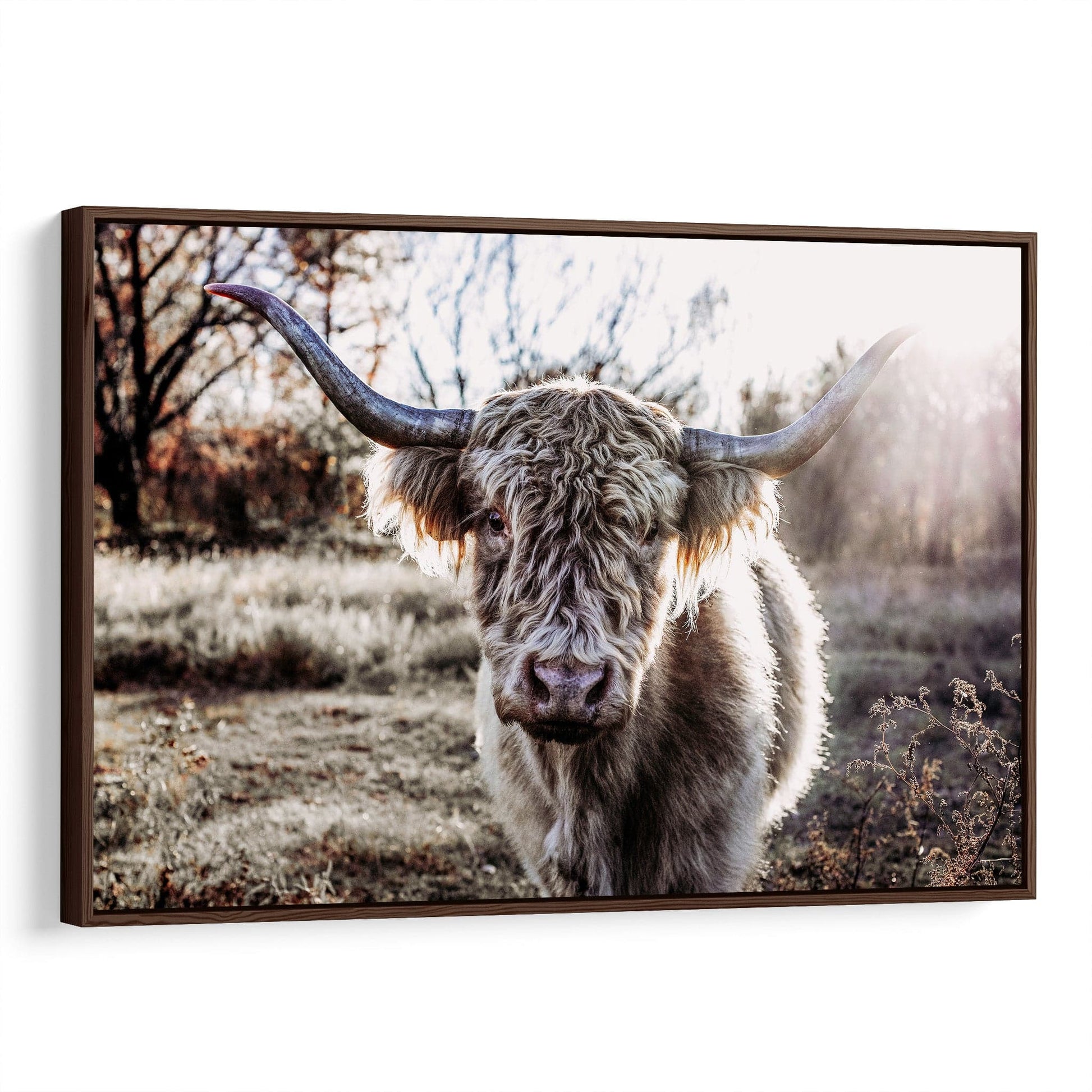 Highland Cow Canvas Print Wall Art Teri James Photography