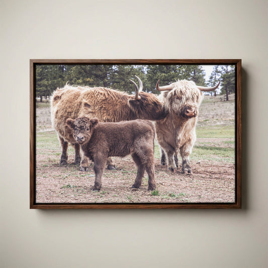 Highland Cow Nursery Canvas - Cute Animal Wall Art For Kids Room