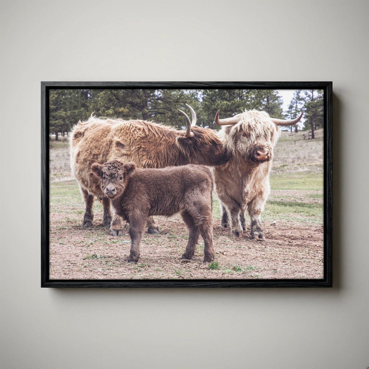 Highland Cow Nursery Canvas - Cute Animal Wall Art For Kids Room