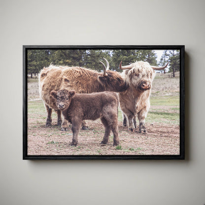 Highland Cow Nursery Canvas - Cute Animal Wall Art For Kids Room